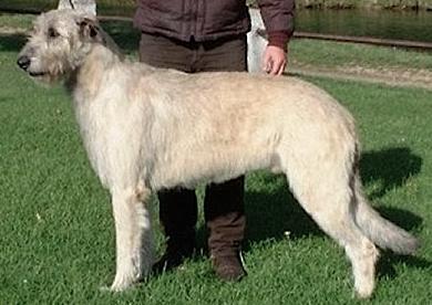 Olympio du Grand Chien de Culann