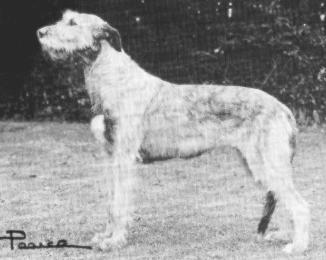 Bokra Mystic