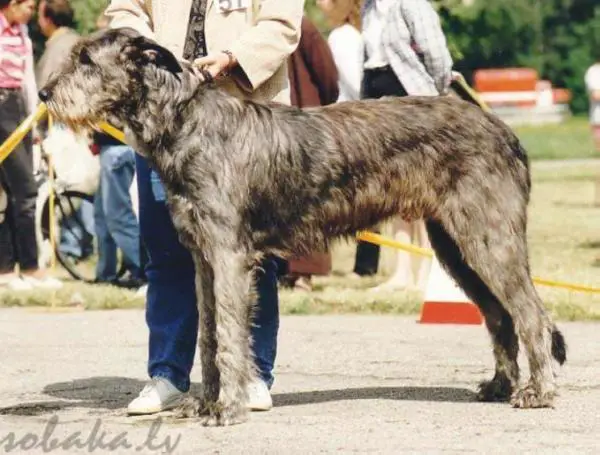 Mucha Moor's Paulchen