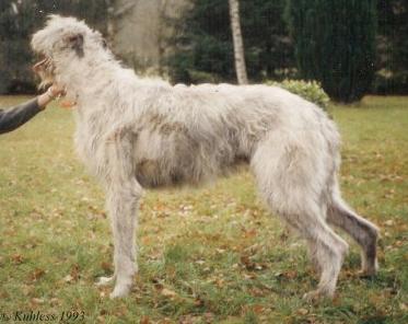 Gentle Giants Waggery Bill