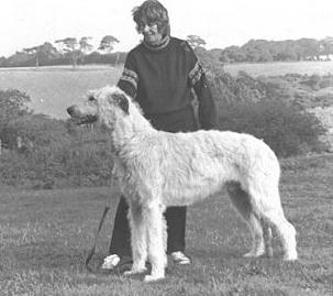 Erindale Traveller