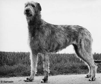 Faye von den Eichelwiesen