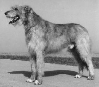 Eoghan von den Sarrazenen