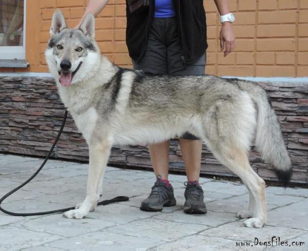 Argentum volf iz vitairii