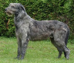 Mighty Hunter's Odin Cashal