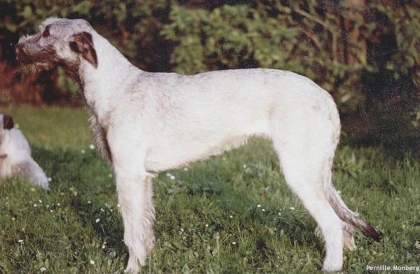 Wolfhouse Coyote