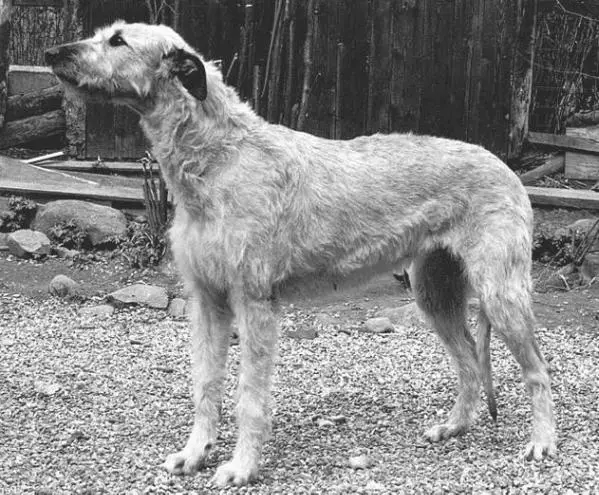 Wolfhouse Athene