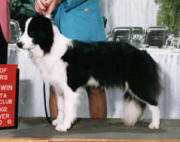 Delbonita Riogy Didge