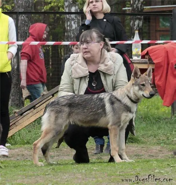 Epoha viktorii baltasar veilin