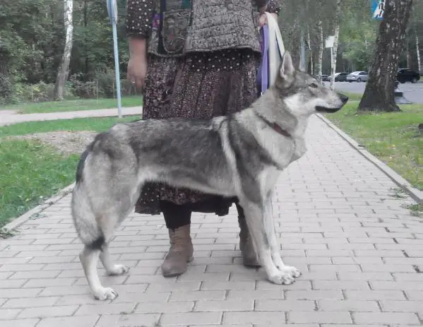 Epoha viktorii Beatrisa loreina