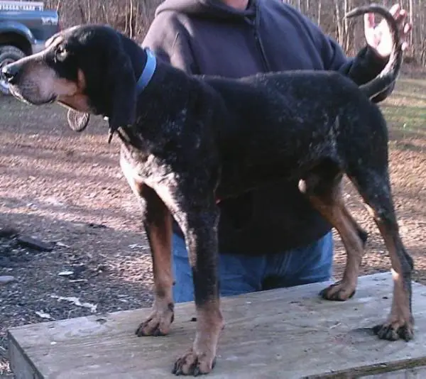 Vaughn sales bred blueticks