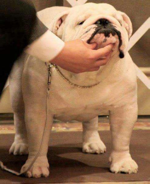 Cherokee Origin Snow Lion