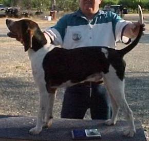 Mc Cloud River Quirt Evans