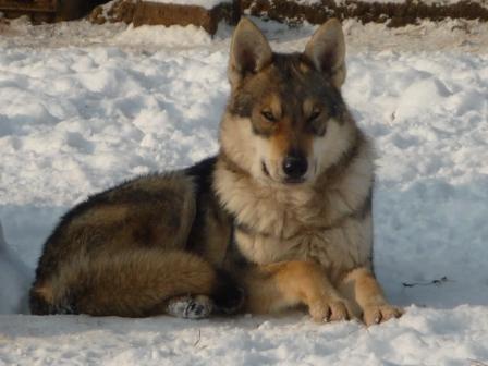 Crying Wolf Dalibor