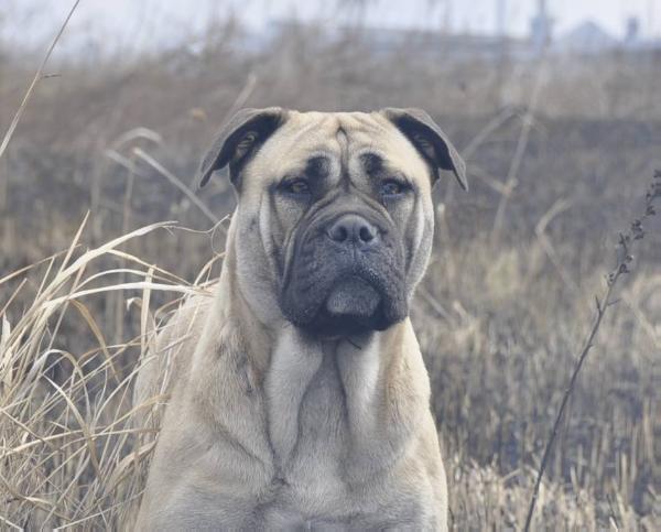Grand Catalina Royal Moloss Kennel