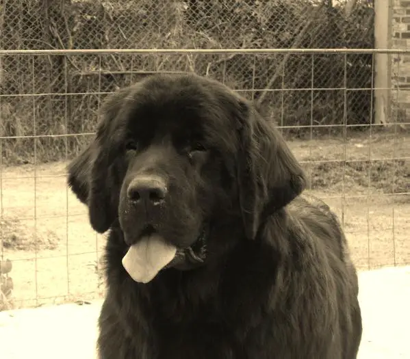 Eva  del  Gran  Oso  Negro