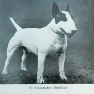 Souperlative Brinhead