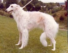 Narichkine de Mayerling