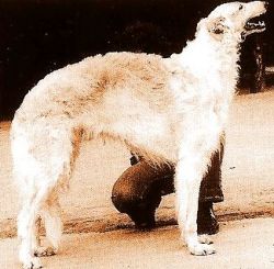 Orlow's Orjol
