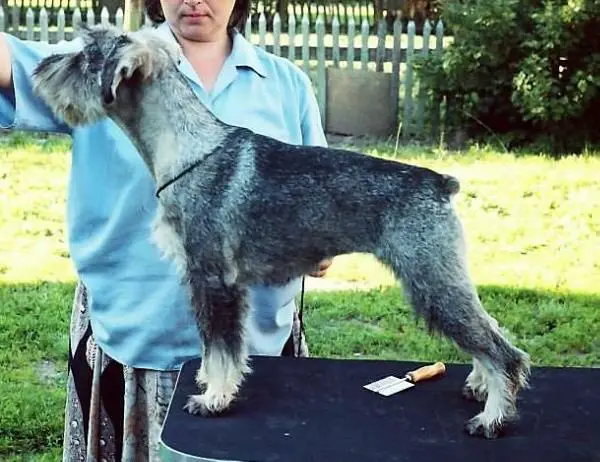 Nenuorama Sidabrinė Grandinėlė