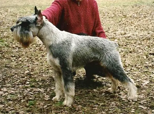 Diskant Peiran