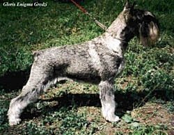Gloris Enigma Gredzi