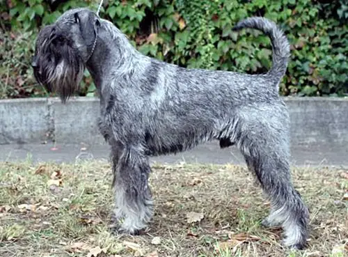 Ravel v. Achterplatzchen