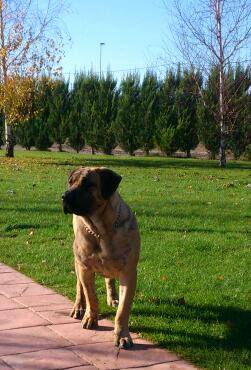 Ares de Boralcan