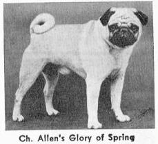 Allen's Glory of Spring