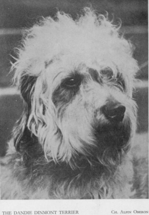 Alpin Oberon
