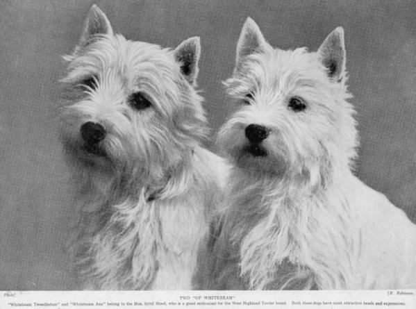 Whitebeam Tweedledum (c. 1930s)
