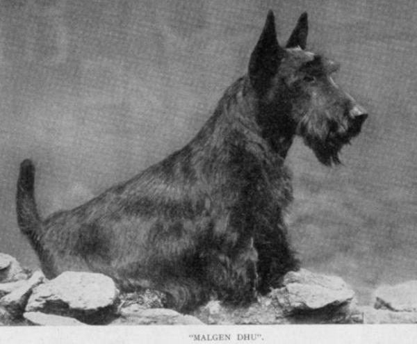 Malgen Dhu