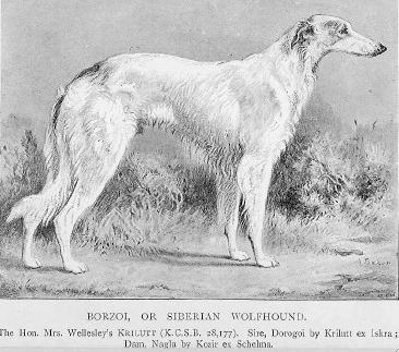 Wellesley's Krillut