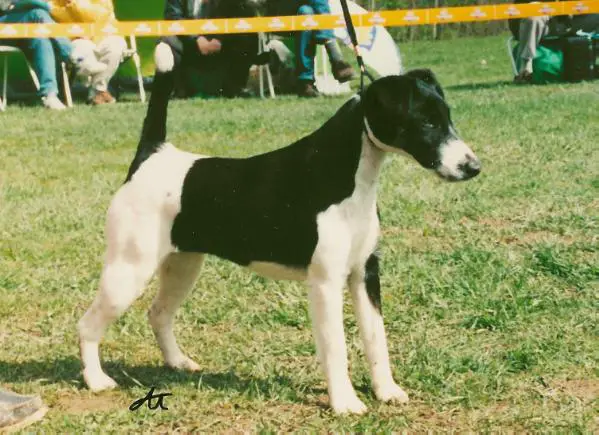 Foxerna Potti-Potti