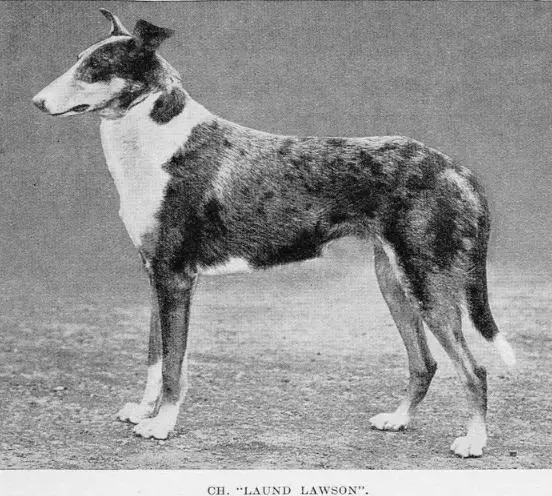 Laund Lawson