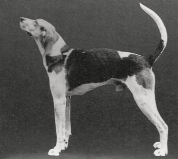 Jackson's Finley River Tom