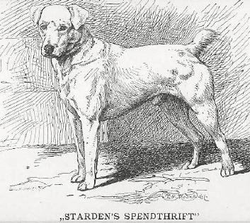 Starden's Spendrift