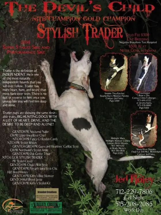 Stylish Trader