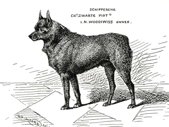 Zwarte Piot (c.1900) 28193