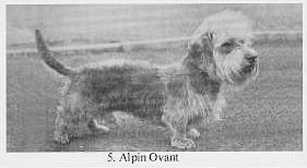 Alpin Ovant