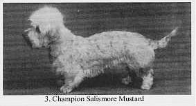 Salismore Mustard