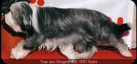 Tsar des bergers des mille et une nuits