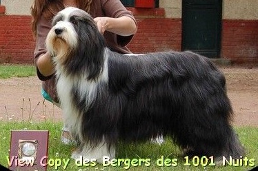 View copy des bergers des mille et une nuits