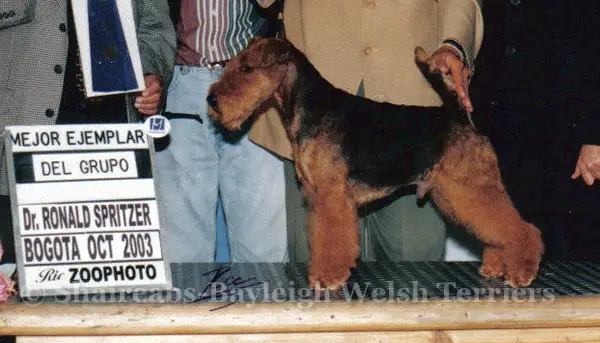 Merlin Embrujo De Brujas