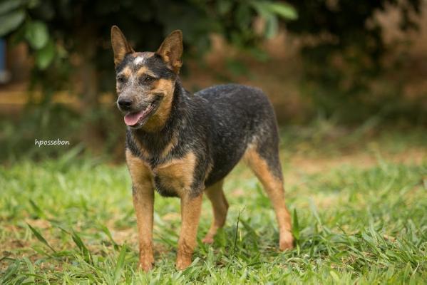 KIARA do NVBK Heeler Selivon