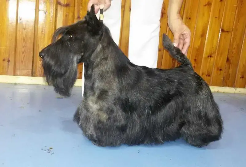 Slievecroob Fergus