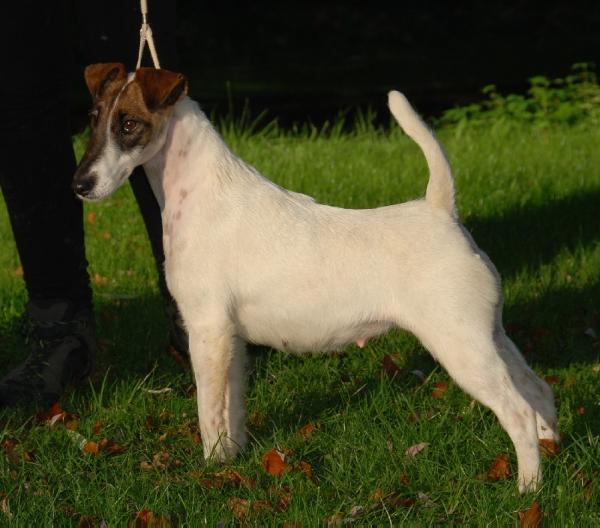 Belfox Kiri