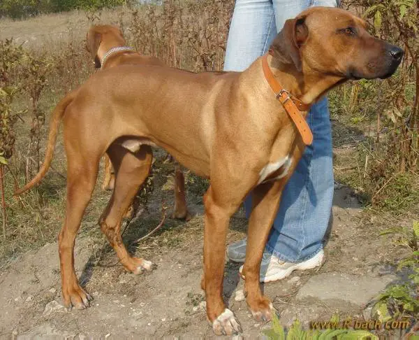 Tugela Nyobi