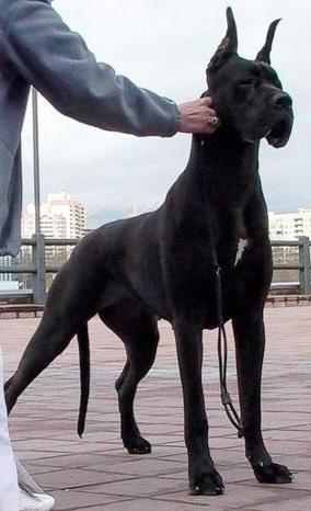 De Fionix Bandiana