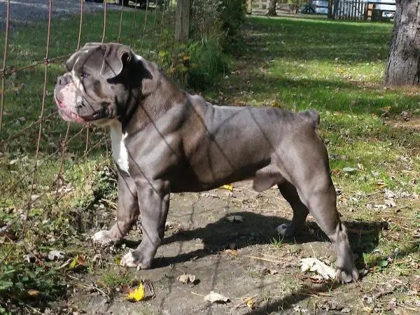 Blue Kindom s Ghost